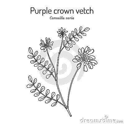 Crownvetch, or purple crown vetch securigera, or coronilla varia , state plant of Pennsylvania Vector Illustration