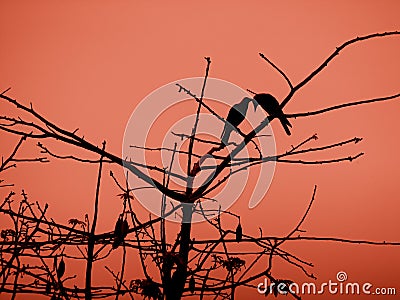 Crows Stock Photo