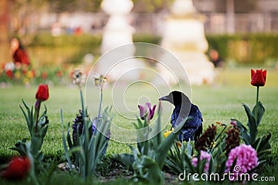 Wild dark crow in the middle of a city garden filled with flower Stock Photo