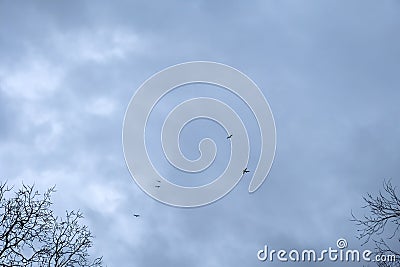 Crows flock flying on cloudy sky background. Stock Photo