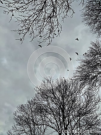 Crows flying above the trees in a cloudy day Stock Photo