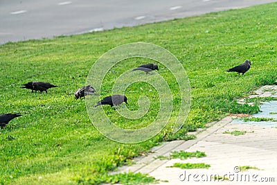 Crows on the grass. Crows looking for food on the lawn Stock Photo