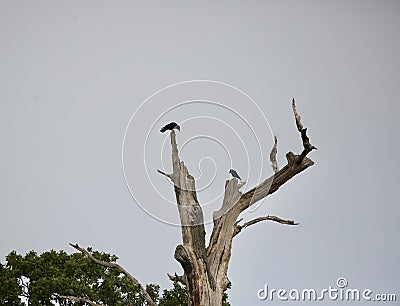 Crows perched in a dead tree Stock Photo