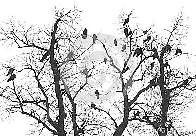Crows on a old tree on a cloudy morning, white background Cartoon Illustration