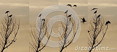 Crows on tree silhoettes on sunset Stock Photo