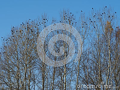 Crows in the trees. Change in weather conditions Stock Photo