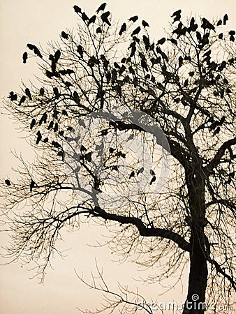 Crows in trees, darkness, birds. Crows nest, Big black bird crowd evening sky. Ravens flock silhouette flying and sitting on trees Stock Photo