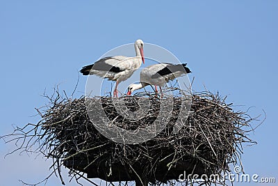 Crowâ€²s nest Stock Photo