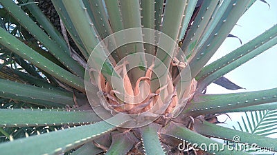 Cycas revoluta, sago palm, king sago, sago cycad, Japanese sago palm Stock Photo