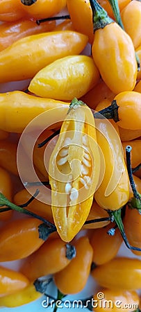 Fidalga pepper in white background detail Stock Photo