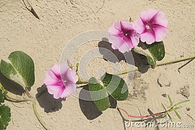 Ipomoea pes-caprae Sweet, Beach Morning Glory, Ipomoea Pes-caprae, Calystegia soldanella Stock Photo