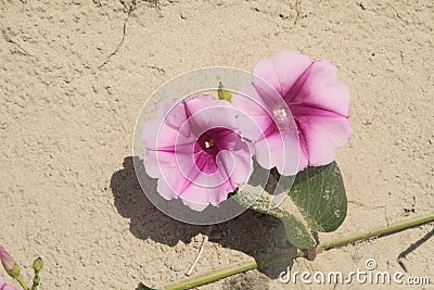 Ipomoea pes-caprae Sweet, Beach Morning Glory, Ipomoea Pes-caprae, Calystegia soldanella Stock Photo