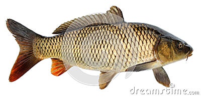 Crucian carp fish isolated. Side view, raised fins. Isolated Stock Photo