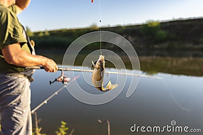 Crucian fish caught on bait by the lake, hanging on a hook on a fishing rod, in the background an angler catching fishes. Stock Photo