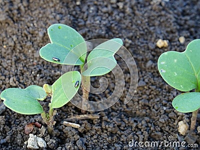 Cruciferous fleas on plants, loss of rapeseed crop Stock Photo