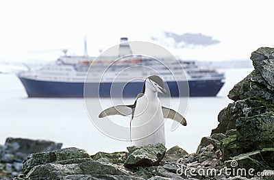 Cruise ship Marco Polo and Chinstrap penguin (Pygoscelis antarctica) at Half Moon Island, Bransfield Strait, Antarctica Stock Photo