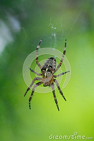 Crusader spider on web Stock Photo