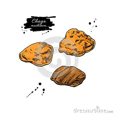 Crushed chaga mushroom vector drawing. Botanical illustration. Vector Illustration