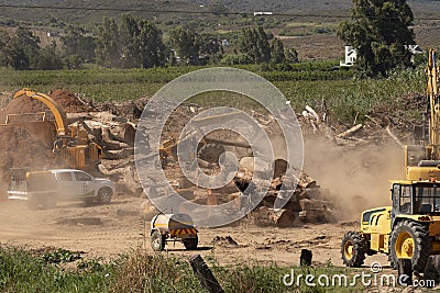 Crushing and shredding the wood from felled trees. Editorial Stock Photo