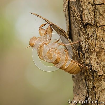 Crust of Cicada Stock Photo