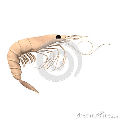 Crustacean animal - prawn Stock Photo