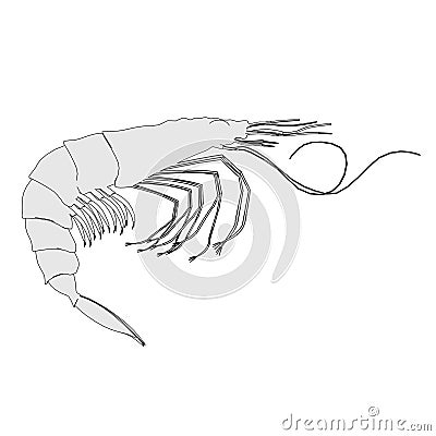 Crustacean animal - shrimp Stock Photo