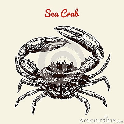 Crustacean crab with claws. River and lake or sea creature. Freshwater aquarium. Poster for the menu. Engraved hand Vector Illustration