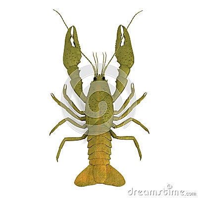 Crustacean - crayfish Stock Photo