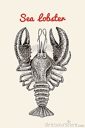 Crustacean lobster with claws. River and lake or sea creature. Freshwater aquarium. Poster for the menu. Engraved hand Vector Illustration