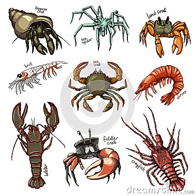Crustacean vector crab prawns ocean lobster and crawfish or crayfish seafood illustration crustaceans set of sea animals Vector Illustration