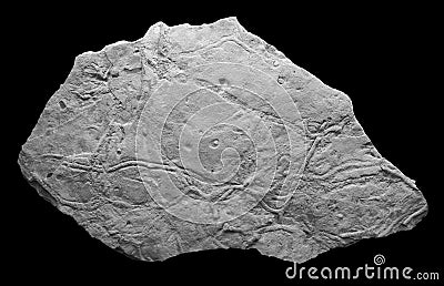 Crustaceans fossil droppings Stock Photo