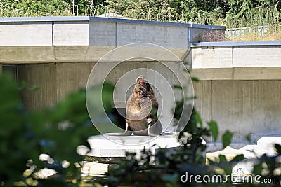 The cry of a sea lion at the Munich Zoo. Stock Photo