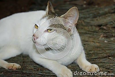 Crying cute white cat Stock Photo