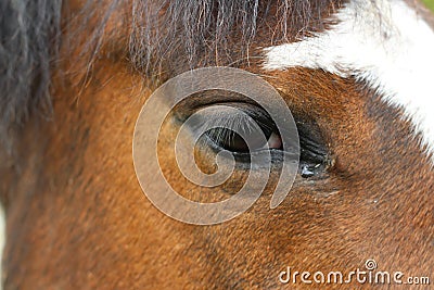 Crying horse Stock Photo