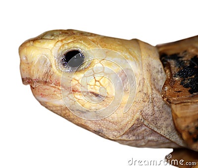 Crying turtle Stock Photo