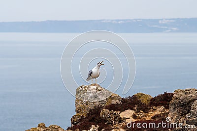 Crying yellow-legged gull on the rocks in the south of Portugal Stock Photo