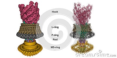 Cryo-EM structure of the flagellar motor-hook complex from Salmonella Stock Photo