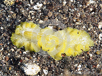 Cryptic flatworm Stock Photo