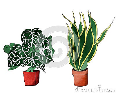 Crystal anthurium bright stylized houseplant illustration. Cartoon Illustration