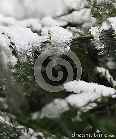 Thawing Snowfall: A coniferous branch with icy snow Stock Photo