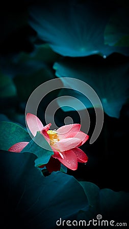 Crystal drops were dripping from a dozen lotus buds in the lake Stock Photo