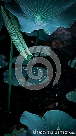 Crystal drops were dripping from a dozen lotus buds in the lake Stock Photo