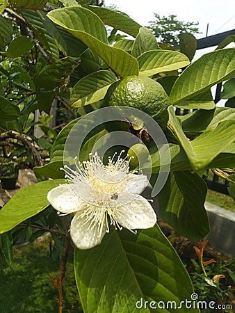 Crystal guava flower Stock Photo