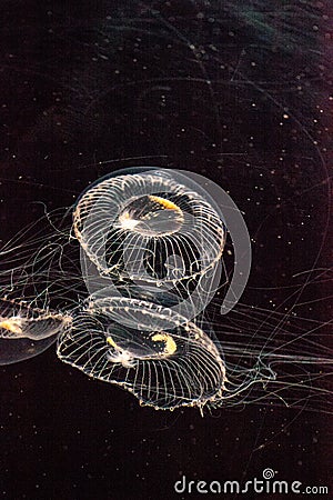 Crystal jellyfish Aequorea victoria is a bioluminescent hydrozoan jellyfish Stock Photo