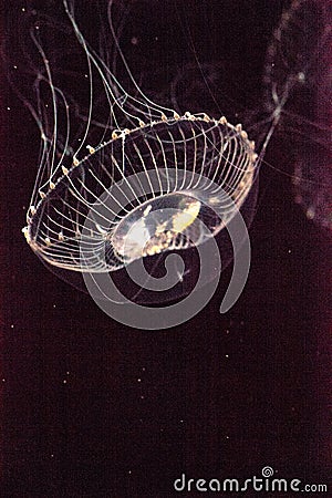 Crystal jellyfish Aequorea victoria is a bioluminescent hydrozoan jellyfish Stock Photo