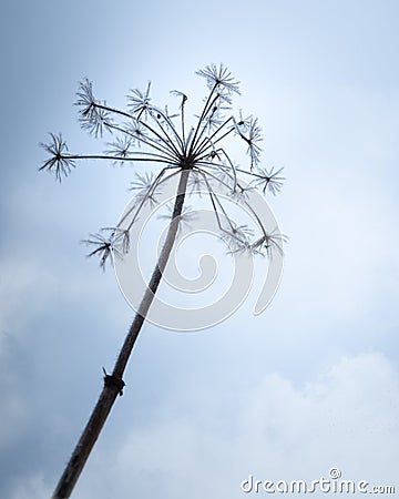 Crystal snow-flowers against the sky Stock Photo