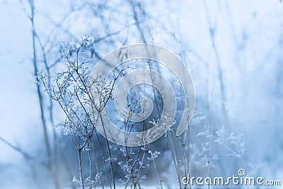 Crystal snow-flowers in the forest Stock Photo