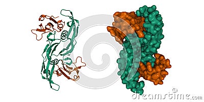 Crystal structure of BMP-2 (green) in complex with BMPR-IA variant B12 (brown) Stock Photo