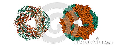 Crystal structure of c-phycocyanin of Synechococcus vulcanus. Stock Photo