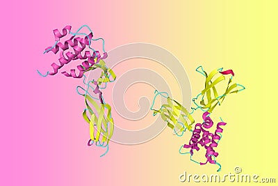 Crystal structure of the complex of human interleukin-7 with non-glycosylated interleukin-7 receptor alpha ectodomain Cartoon Illustration